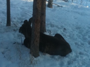 Moose Friend